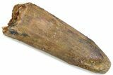 Fossil Spinosaurus Tooth - Real Dinosaur Tooth #376569-1